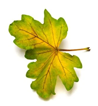 Multi colored autumn leaf of oak Stock Photos