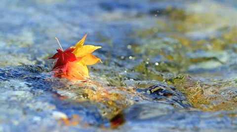 Multi-colored autumn leaves floating on the water. Stock Footage 32808653