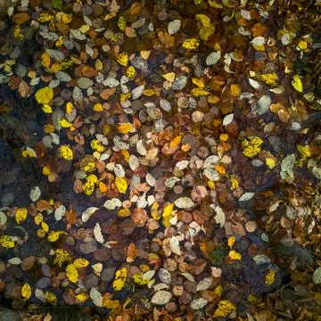 Multi colored Autumn leaves lying on the ground Stockfoto's