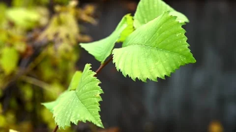 Multi-colored autumn leaves sway in the wind. leaf diseases Stock Footage 219825569