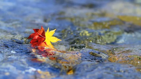 Multi-colored autumn leaves on the water. Stock Footage 32806231
