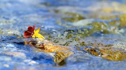Multi-colored autumn leaves on the water. Stock-Footage 32807893