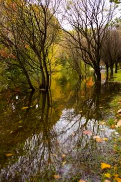 Multi-colored autumn trees reflected in water Foto stock