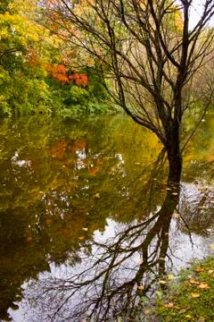 Multi-colored autumn trees reflected in water Stock Photos