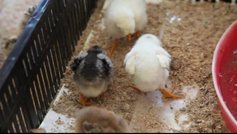 Multi colored baby chicks Stock Footage 8660504