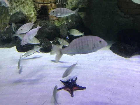 Multi-colored beautiful fish swim in an aquarium or underwater in the ocean o Stock Photos