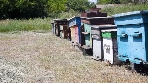 Multi-colored beehives Stock Footage 128991566