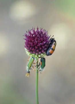 Multi-colored beetles on a purple wild onion closeup natural background Stock Photos