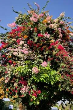 Multi colored blooms Stock Photos