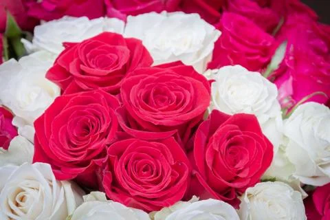 Multi-colored bouquet of red, pink and white roses Stock Photos