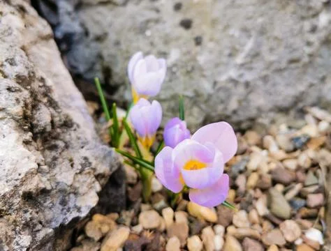 Multi-colored bright crocuses on rocky soil. The first spring flowers come to Stock Photos