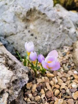 Multi-colored bright crocuses on rocky soil. The first spring flowers come to Stock Photos