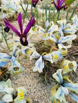 Multi-colored bright crocuses on rocky soil. The first spring flowers come to Stock Photos