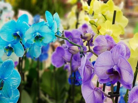 Multi-colored bright orchids in a flower shop Stock Photos