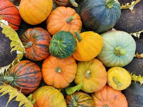 Multi-colored bright ripe pumpkins and sunflowers Stock Photos