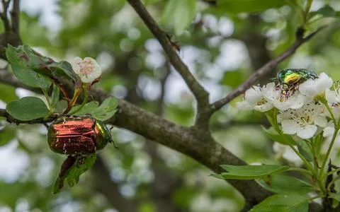Multi-colored bronze beetle on a flowering hawthorn. Foto stock