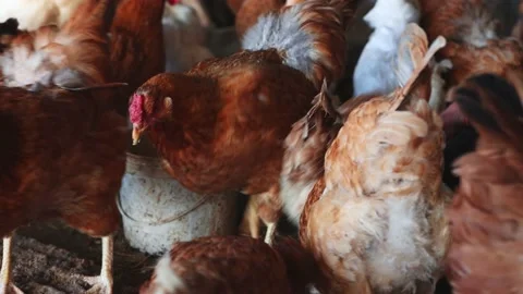 Multi-colored brown, yellow, white domestic chickens close-up Video stock 195005367