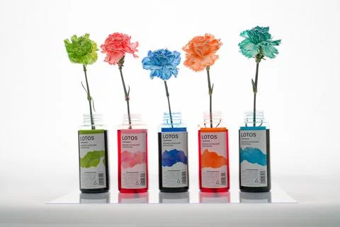 Multi-colored carnations in flasks are the result of dyeing fresh flowers Stock Photos