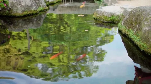 Multi Colored carp swimming in pond Stock Footage 75820011