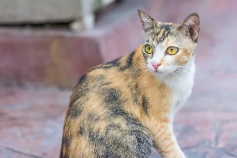 Multi-colored cat and yellow stripes with yellow eyes( Striped not purebred k 스톡 사진