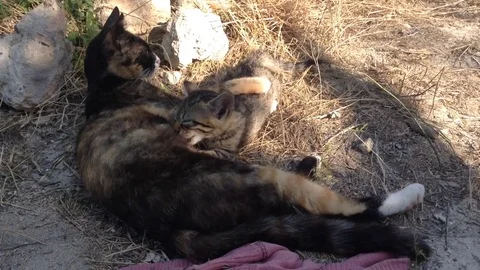 Multi Colored Cat Is Breastfeeding A Gray Kitten In The Open Air Stock Footage 82300136