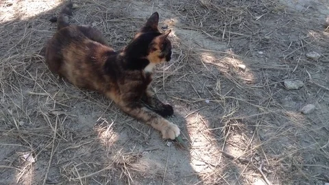 Multi Colored Cat Caught A Green Lizard And Wants To Eat It 2 Stock Footage 82300118
