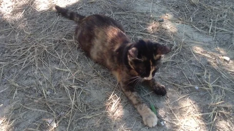 Multi Colored Cat Caught A Green Lizard And Wants To Eat It Stock Footage 82300154