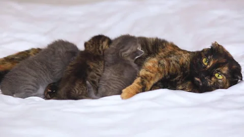A multi-colored cat feeds small kittens while lying on a white bed, looking at Stock Footage 277559700