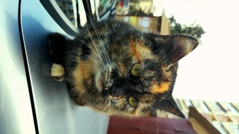 Multi colored cat on the hood of the car Stock Footage 125640031