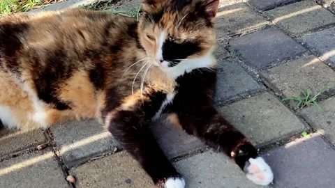 Multi-colored cat lies on the path in the park Stock Footage 157393894