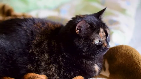 Multi-colored cat lies on the sofa Stock Footage 182933044