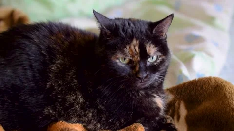 Multi-colored cat lies on the sofa Stock Footage 182933097