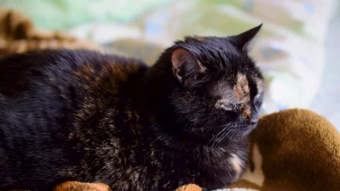 Multi-colored cat lies on the sofa Stock Footage 182933423