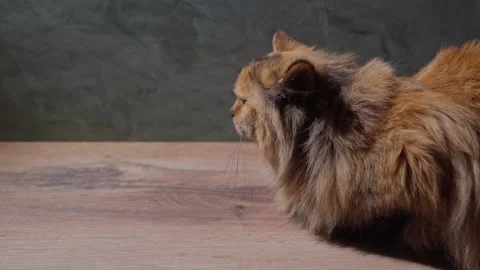 A multi-colored cat lies on the table in the kitchen. Stock Footage 146555266