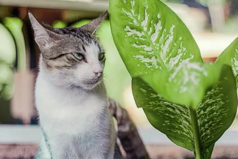 A multi-colored cat sits in flowers and looks into the distance. Bright anima Stock Photos