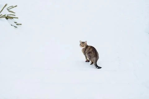 Multi-colored cat sits on the snow. Abandoned cats in winter Stock Photos