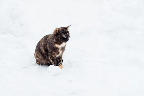 Multi-colored cat sits on the snow. Abandoned cats in winter Stock Photos