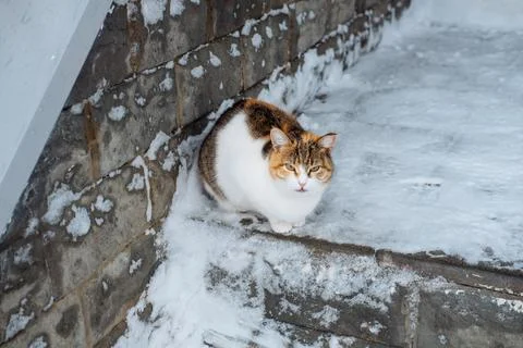 Multi-colored cat sits on the snow. Abandoned cats in winter Stock Photos
