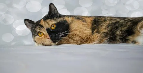 Multi-colored cat with space for text. The black, white cat with yellow eyes. Stock-Fotos