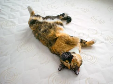 Multi-colored cat with space for text. The domestic cat with yellow eyes. Stock Photos