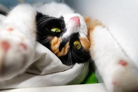 A multi-colored cat stretches on a snow-white billiards in a bed Stockfoto's