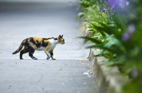 Multi-colored cat walks to a flower bed Stock Photos