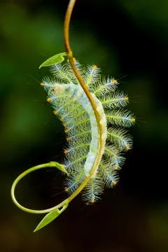 Multi-colored caterpillar larva on vine Stock Photos