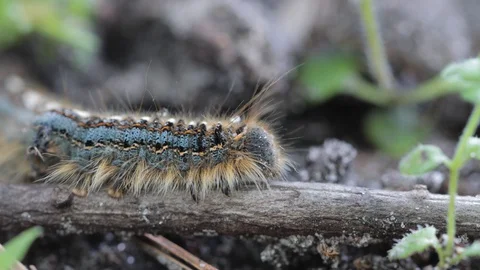 Multi-colored Caterpillar walking along a stick Stock Footage 129859073