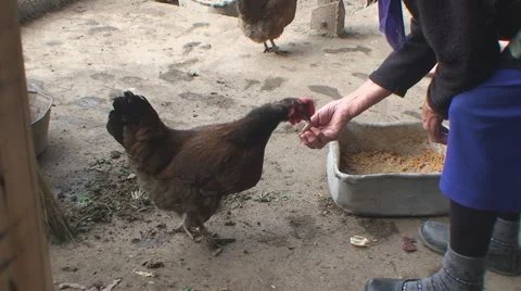 Multi-colored chicken pecks grain from a hand Vídeos de archivo 44750824