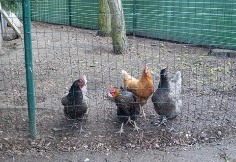Multi-colored chickens are waiting for feeding behind the fence, egg-laying hen Stock Photos
