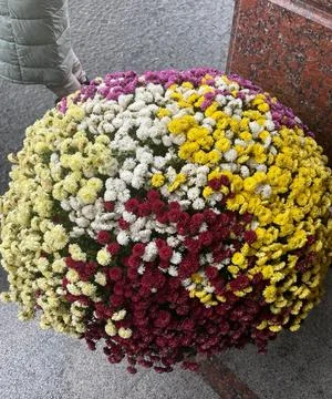 Multi-Colored Chrysanthemum Arrangement Flower Blooms on Cobblestone Street Stock Photos