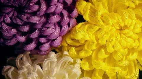Multi-colored chrysanthemum flowers: spraying by water and rotating. 4K 库存影片 77789965