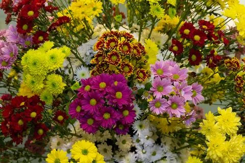Multi colored chrysanthemums on the window of a flower store Stock Photos