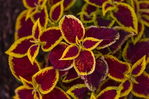Multi-colored Coleus leaves background Stock Photos